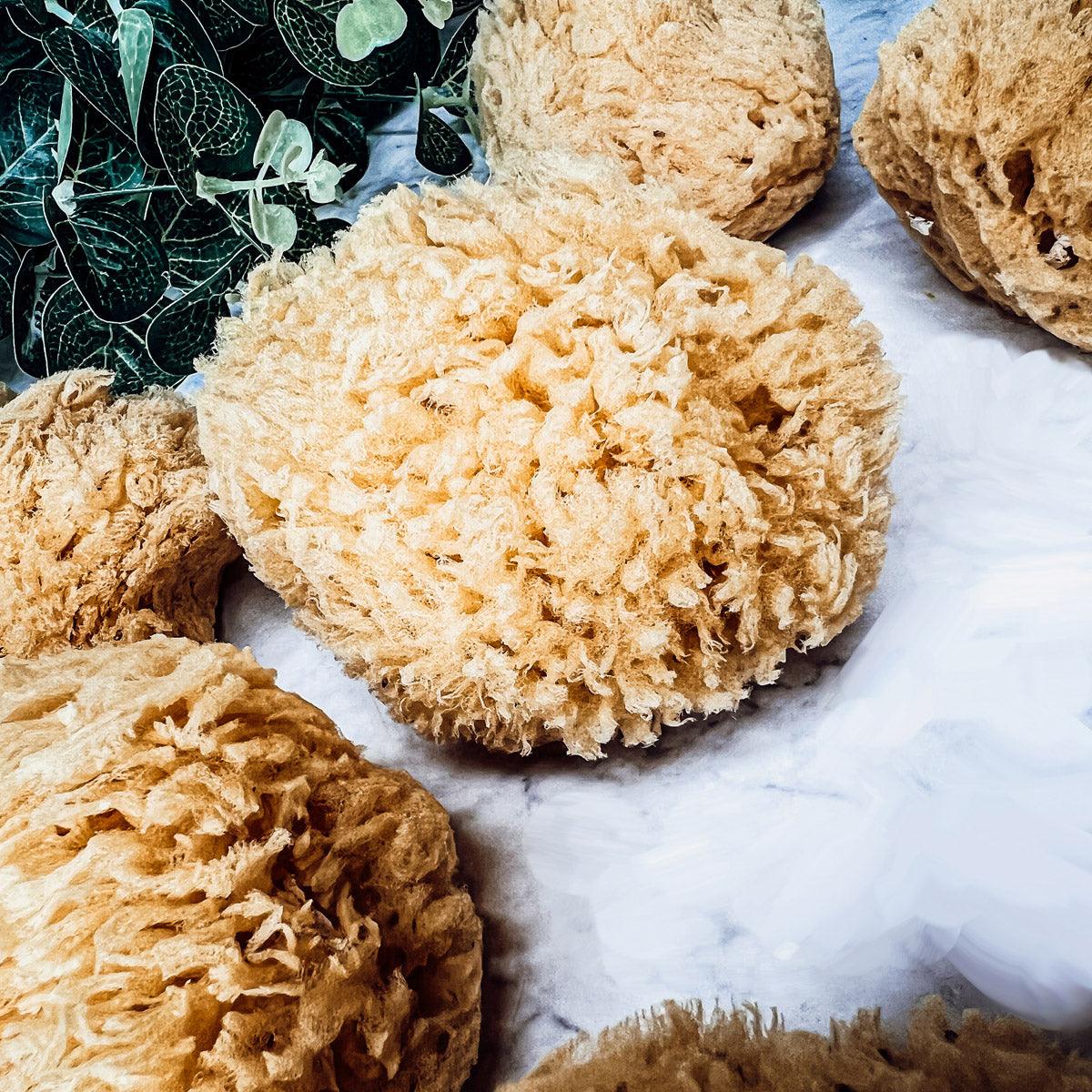 Organic Sponges for the body, Dead Sea Sponges For Bathtub